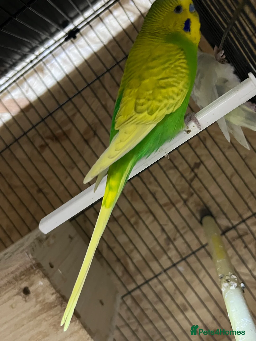 Budgerigars birds for sale: Pair of budgies  - Advert 2