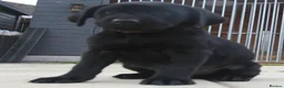 Labrador Retriever dogs for sale: Labrador puppies  - Advert 2