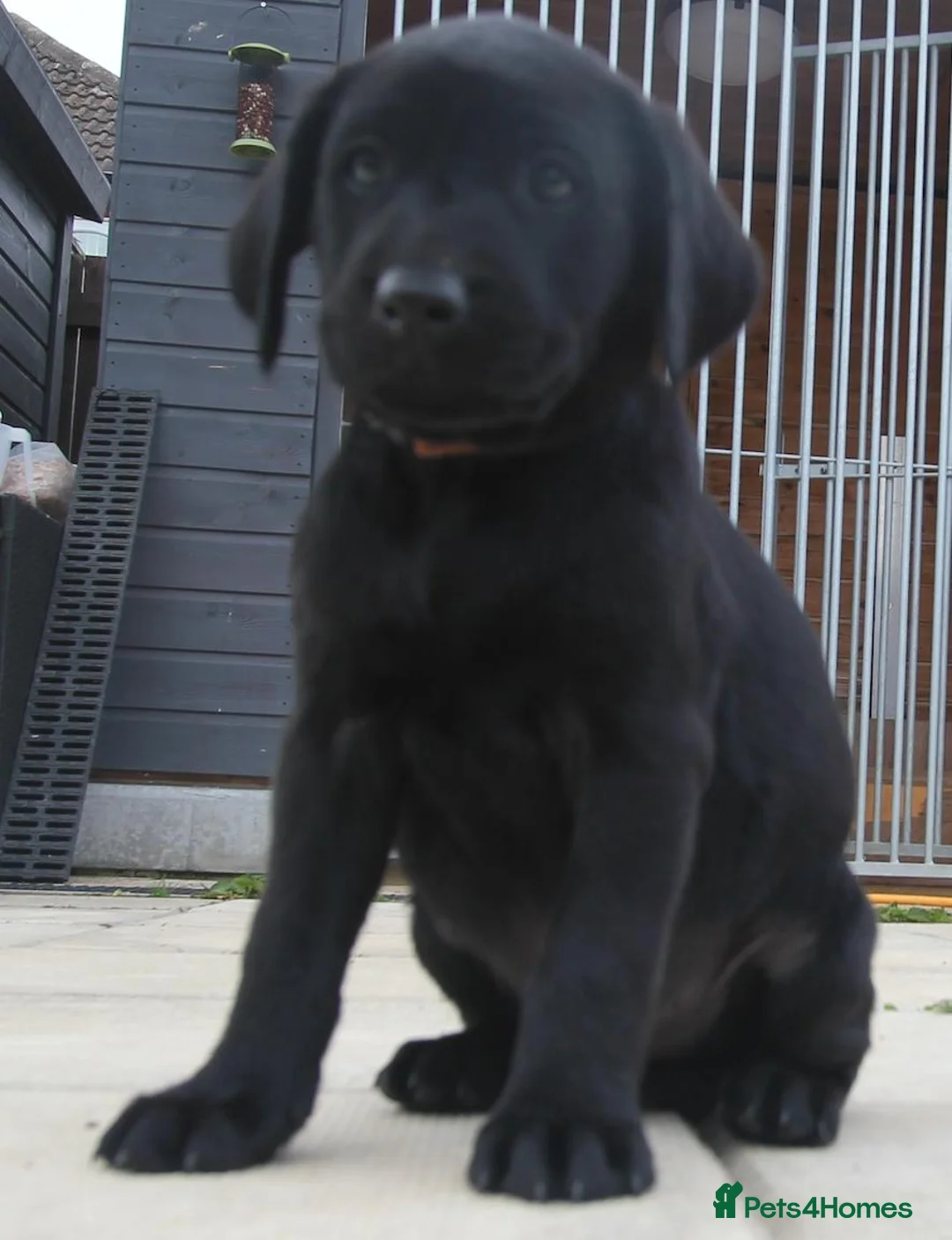 Labrador Retriever dogs for sale: Labrador puppies  - Advert 2