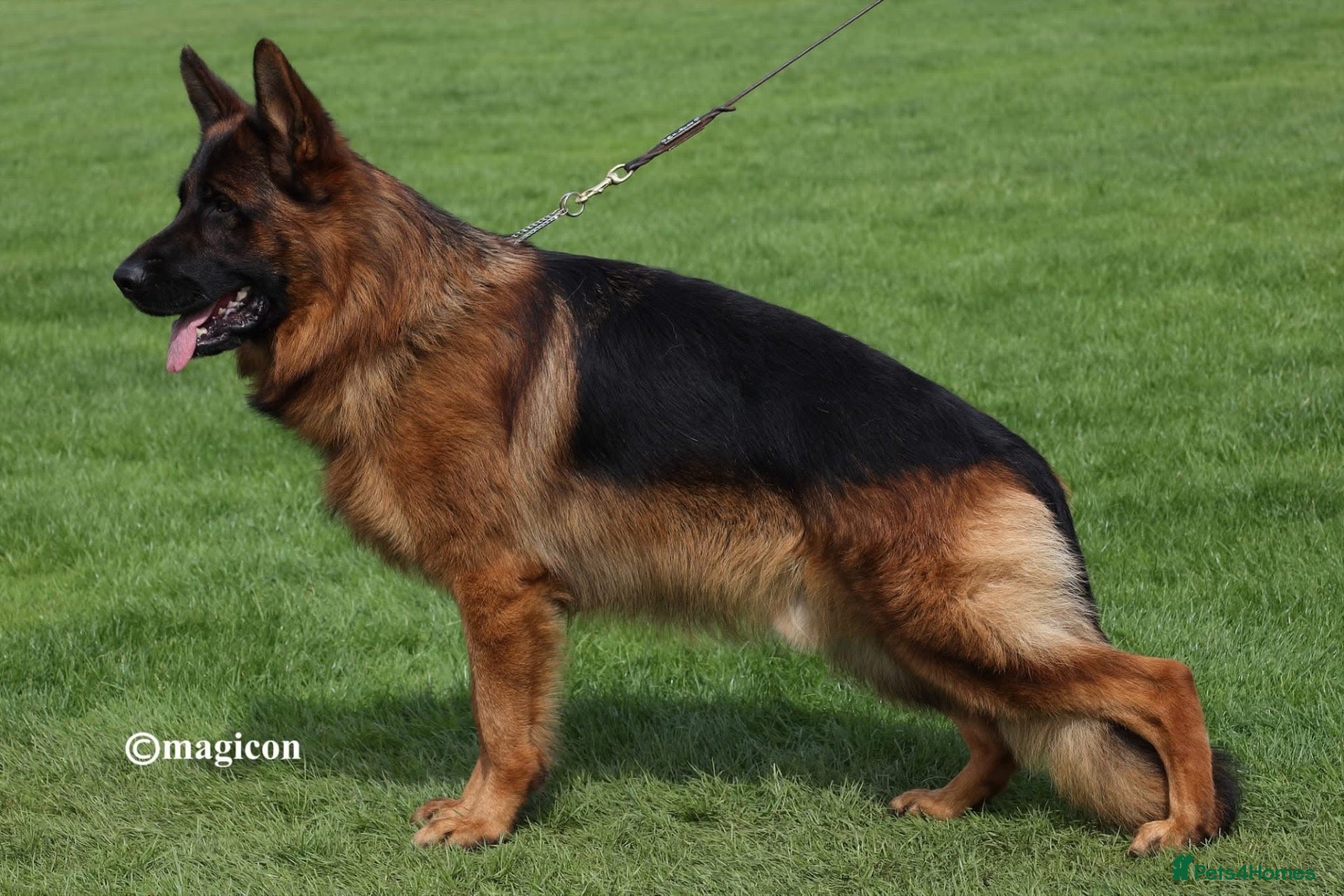 German Shepherd dogs German Shepherd Puppies - Advert 2