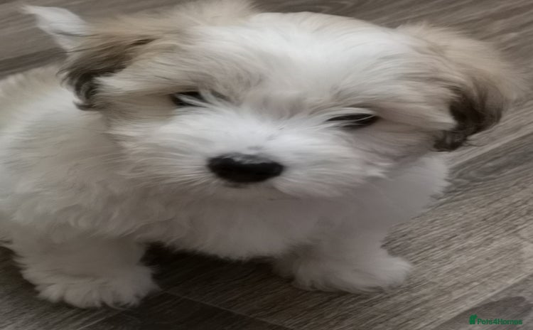 Coton De Tulear dogs - Advert 1