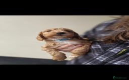 Miniature Poodle dogs for stud: Mini poodle stud. DNA clear - Image 6