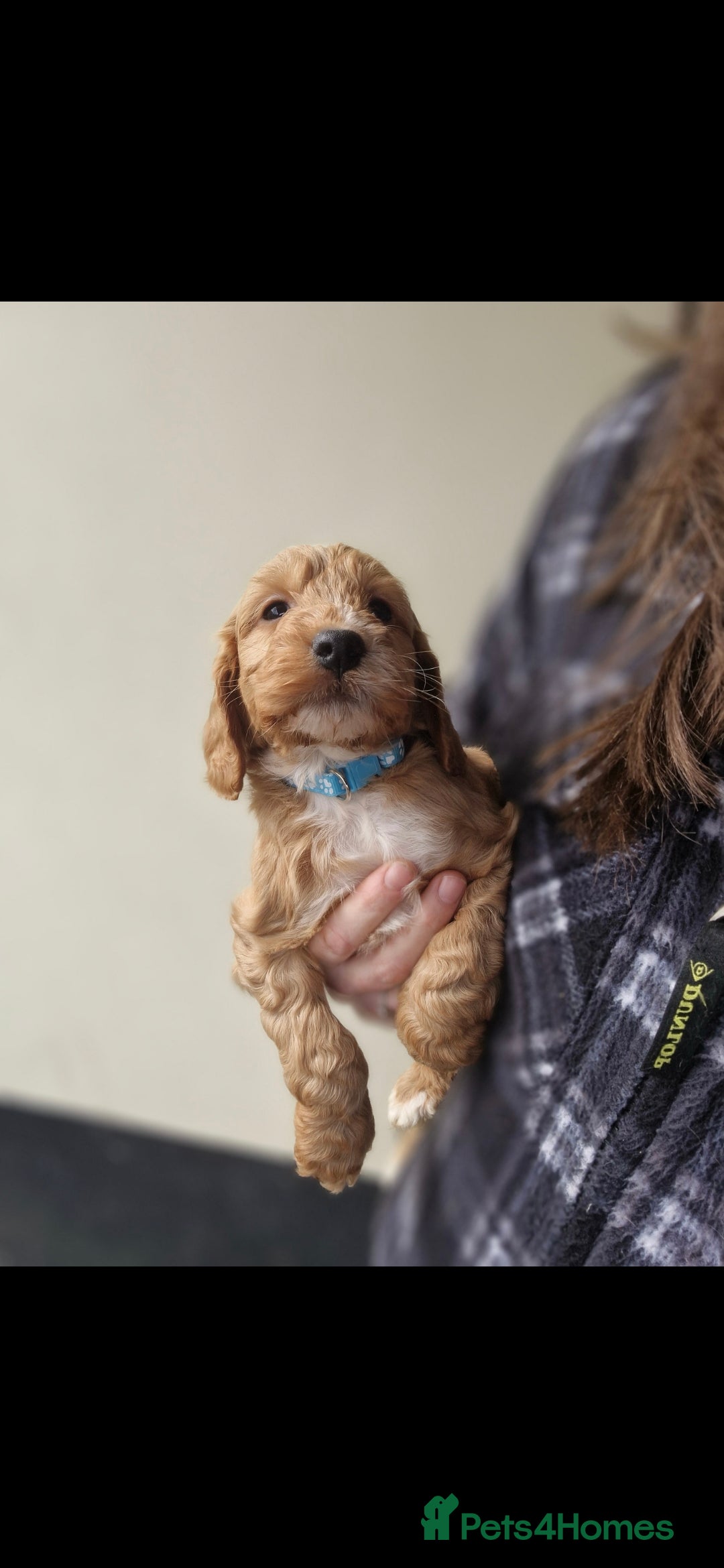 Miniature Poodle dogs for stud: Mini poodle stud. DNA clear - Image 6