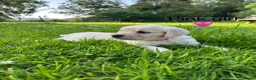 Golden Retriever dogs for sale: KC Registered Golden Retriever puppies in Pencader - Advert 8