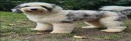 Sheepadoodle dogs for stud: Sheepadoodle hybrid stud  - Advert 26