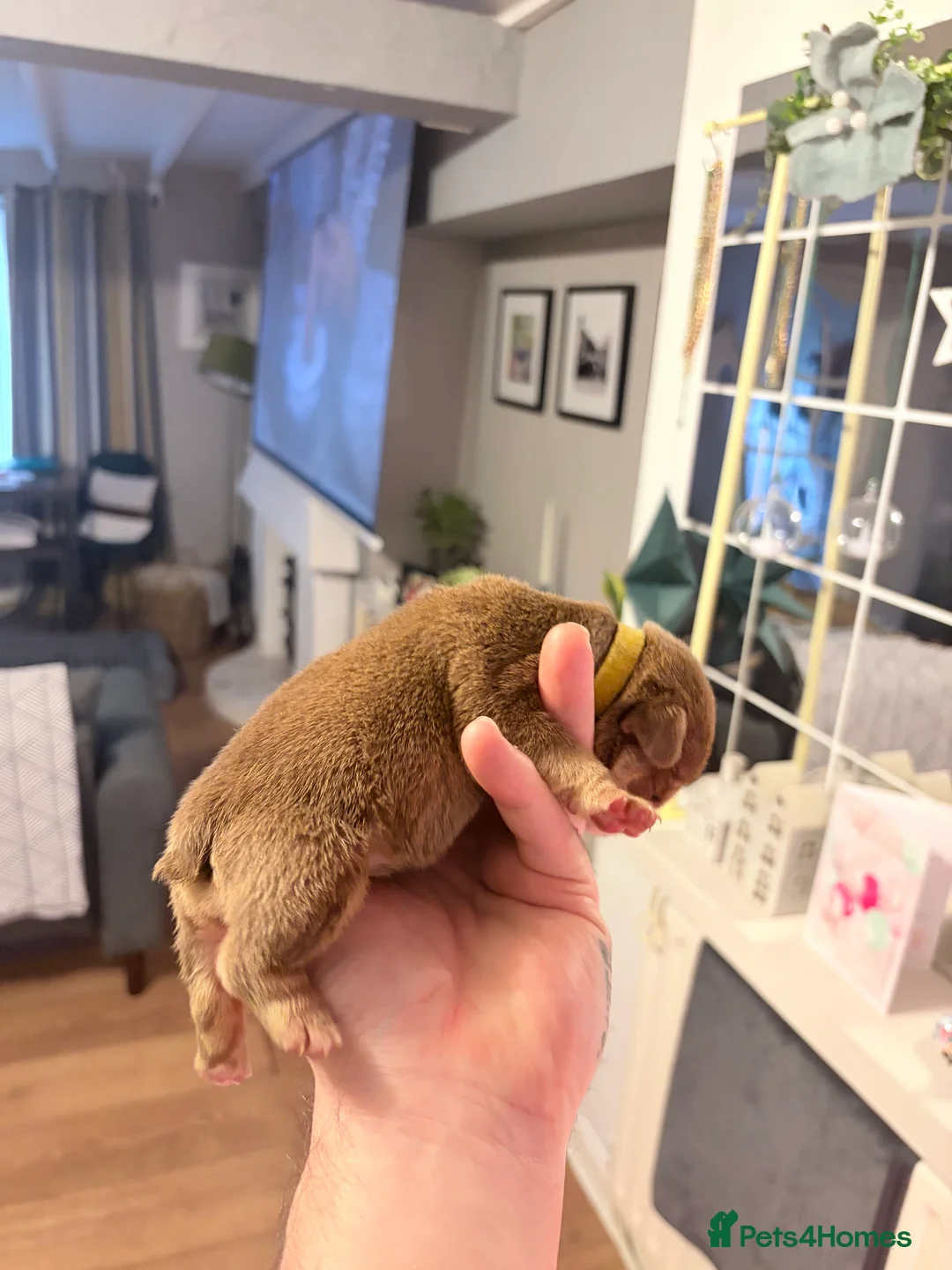 English Bulldog dogs for sale: KC English Bulldog Puppies Exceptional Quality  - Advert 23