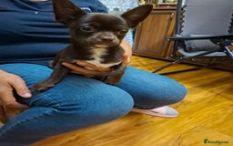Mixed Breed dogs for sale: Chihuahua/Mix Boy Puppy for sale - Image 4