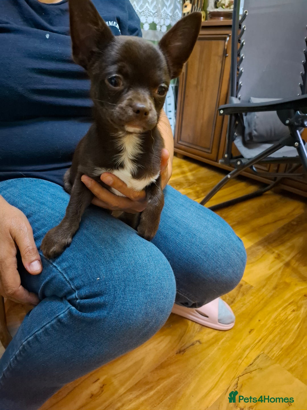 Mixed Breed dogs for sale: Chihuahua/Mix Boy Puppy for sale - Image 4