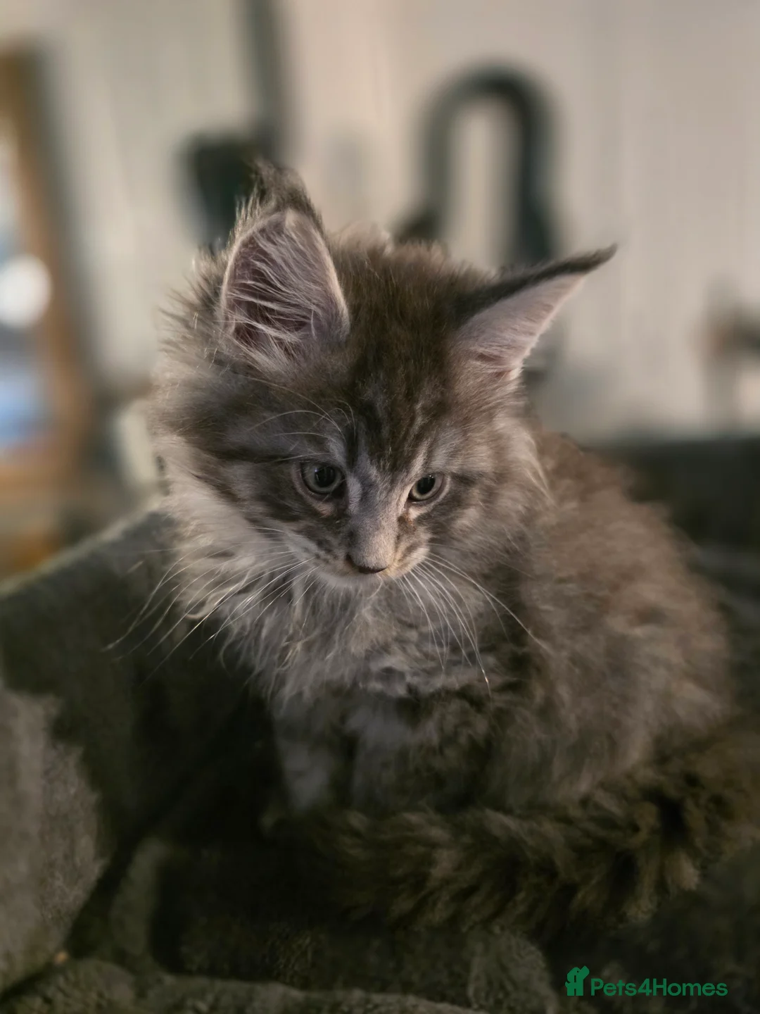 Maine Coon cats for sale: Beautiful blue tabby boy  - Advert 28