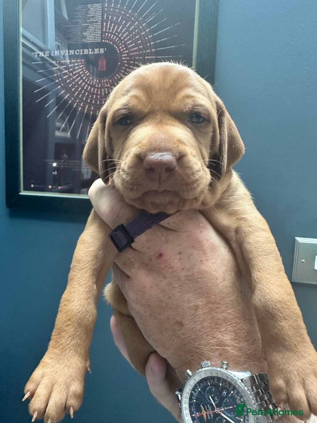 Hungarian Vizsla dogs for sale: 1CHUNKY DEEP RED HUNGARIAN VIZSLA GIRL PUPPY LEFT - Image 13