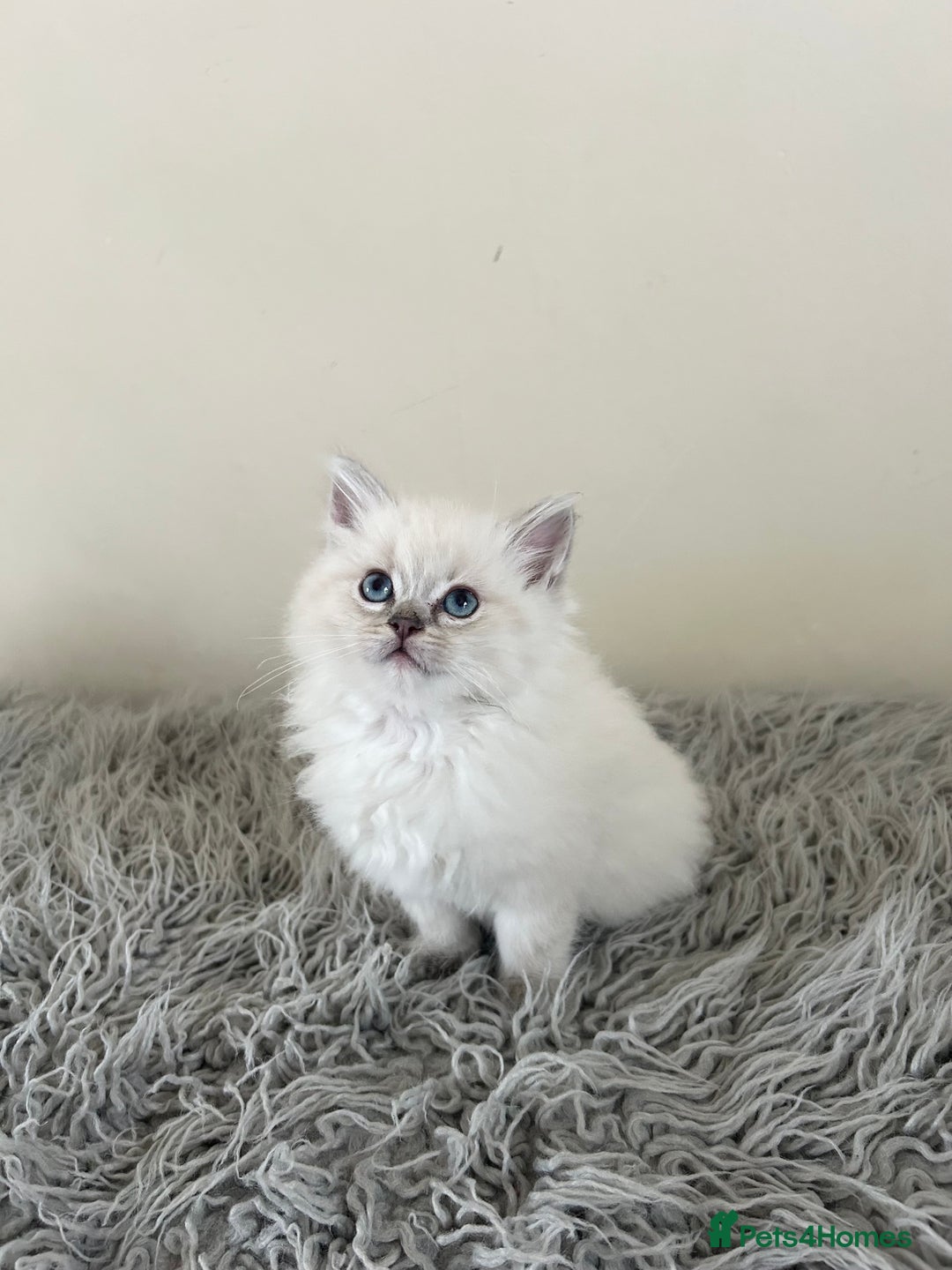 Ragdoll cats for sale: Ragdoll kittens  - Image 5