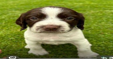 English Springer Spaniel dogs - Advert 17