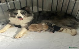 Border Collie dogs for sale: Border Collie puppies looking their 5 ⭐️ home - Image 5