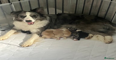 Border Collie dogs - Advert 4