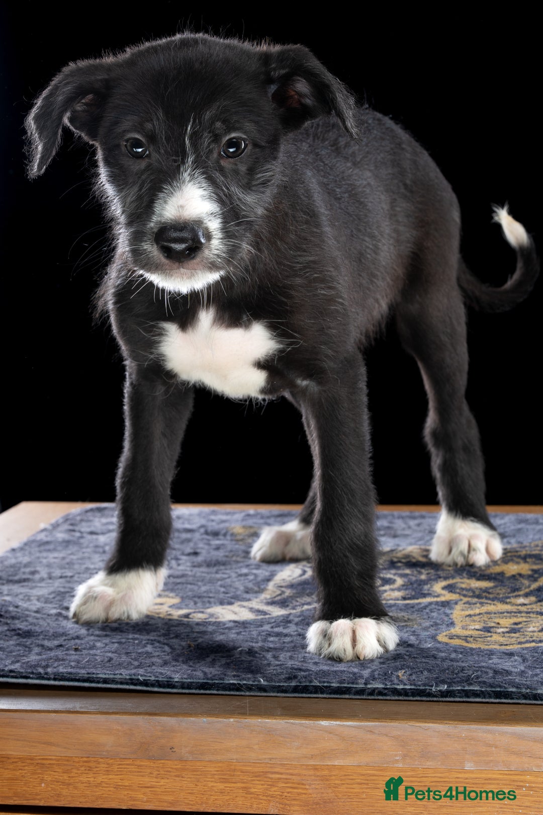 Lurcher dogs for sale: Lurcher Puppies for Sale - Advert 10