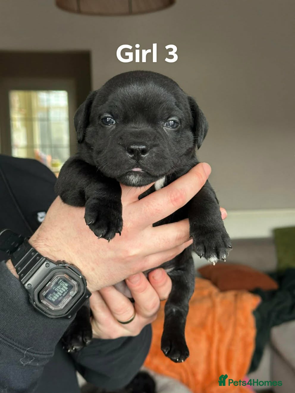 Staffordshire Bull Terrier dogs Blue/Black Staffordshire Bull Terrier Puppies - Advert 18