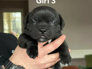 Staffordshire Bull Terrier dogs Blue/Black Staffordshire Bull Terrier Puppies - Advert 18