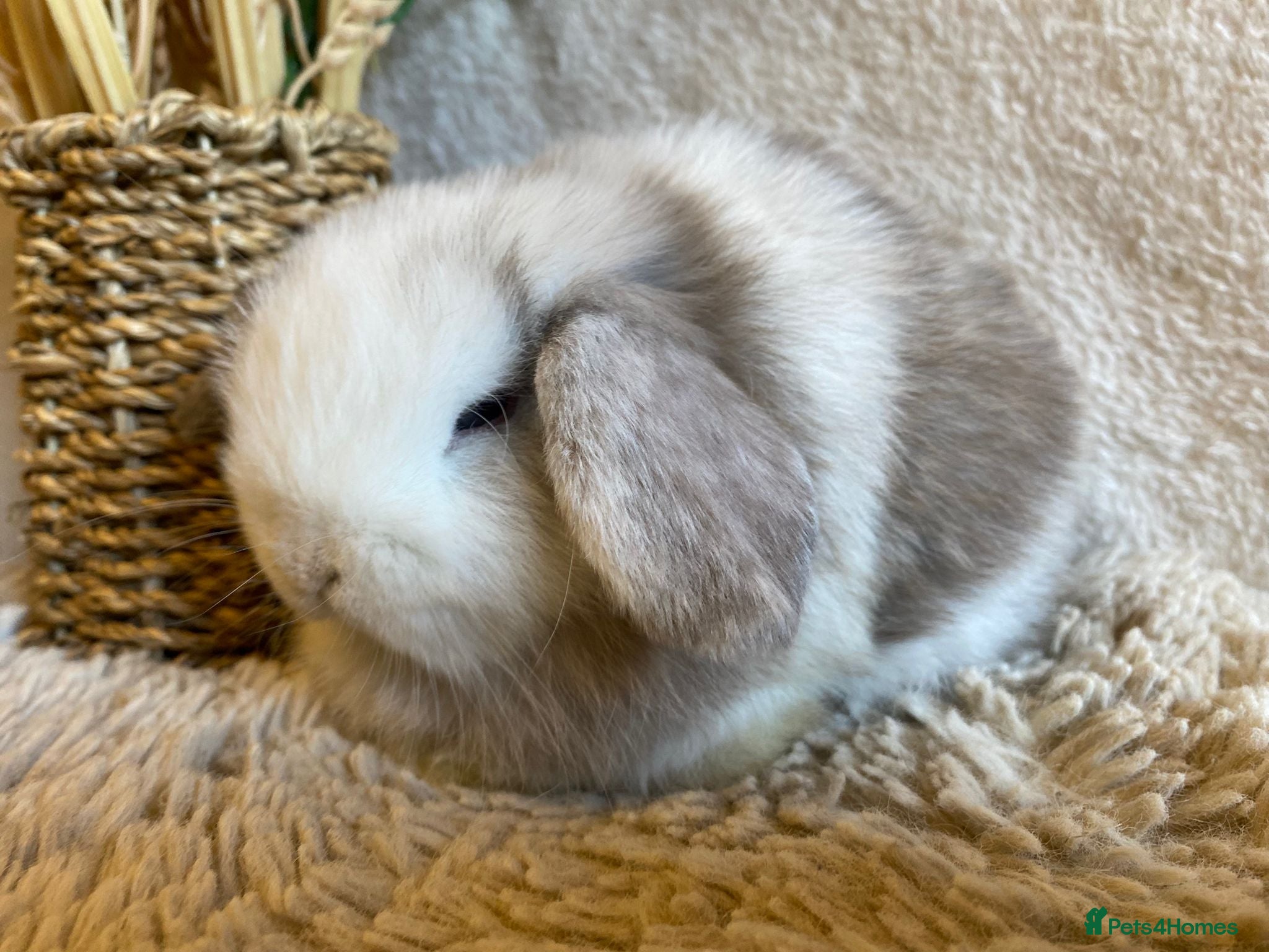 Mini Lop rabbits Mini lops - Advert 3