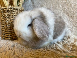 Mini Lop rabbits Mini lops - Advert 3