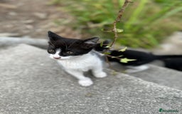 Mixed Breed cats for sale: 4 purr boxes  - Image 2