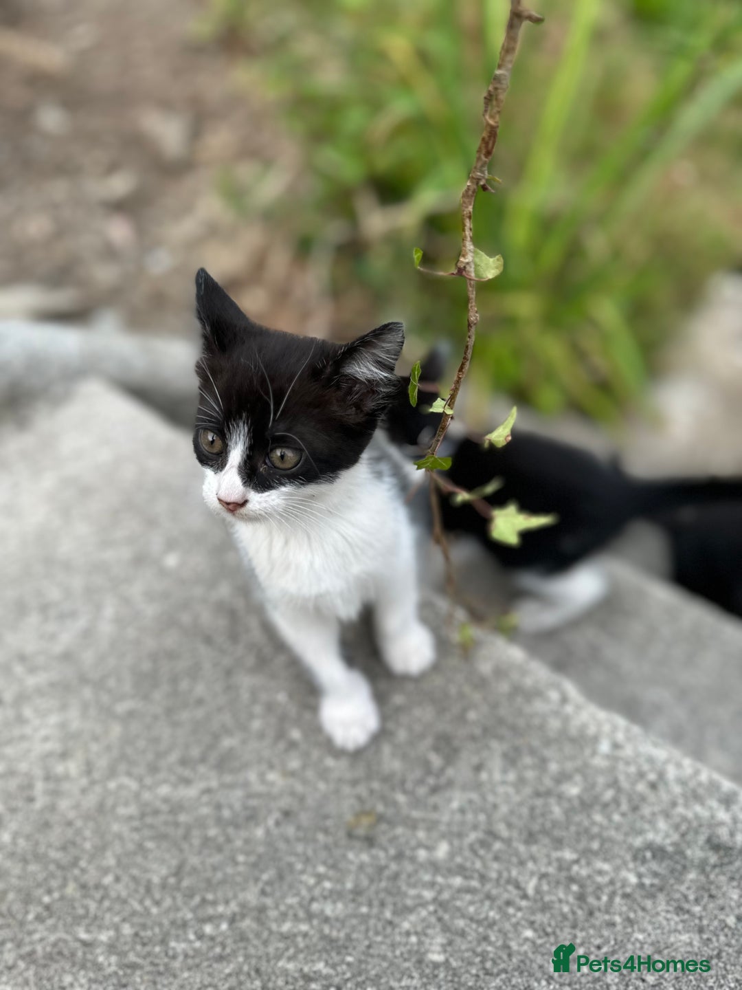 Mixed Breed cats for sale: 4 purr boxes  - Image 2