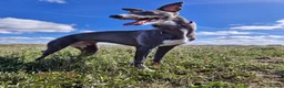 Whippet dogs for sale: Wonderful KC registered whippet puppies - Advert 17