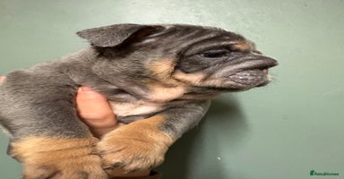 English Bulldog dogs Last KC Registered English Bulldog Female - Advert 8