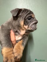 English Bulldog dogs Last KC Registered English Bulldog Female - Advert 5