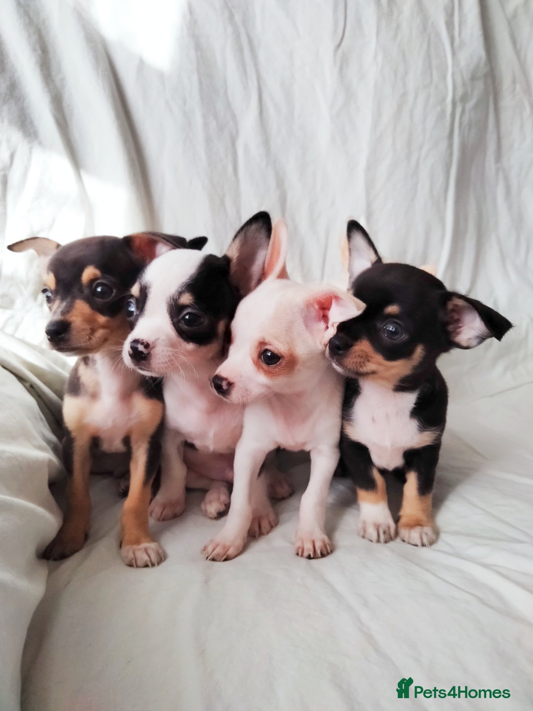 Chihuahua dogs for sale: Gorgeous Baby Chihuahua puppies  - Image 14