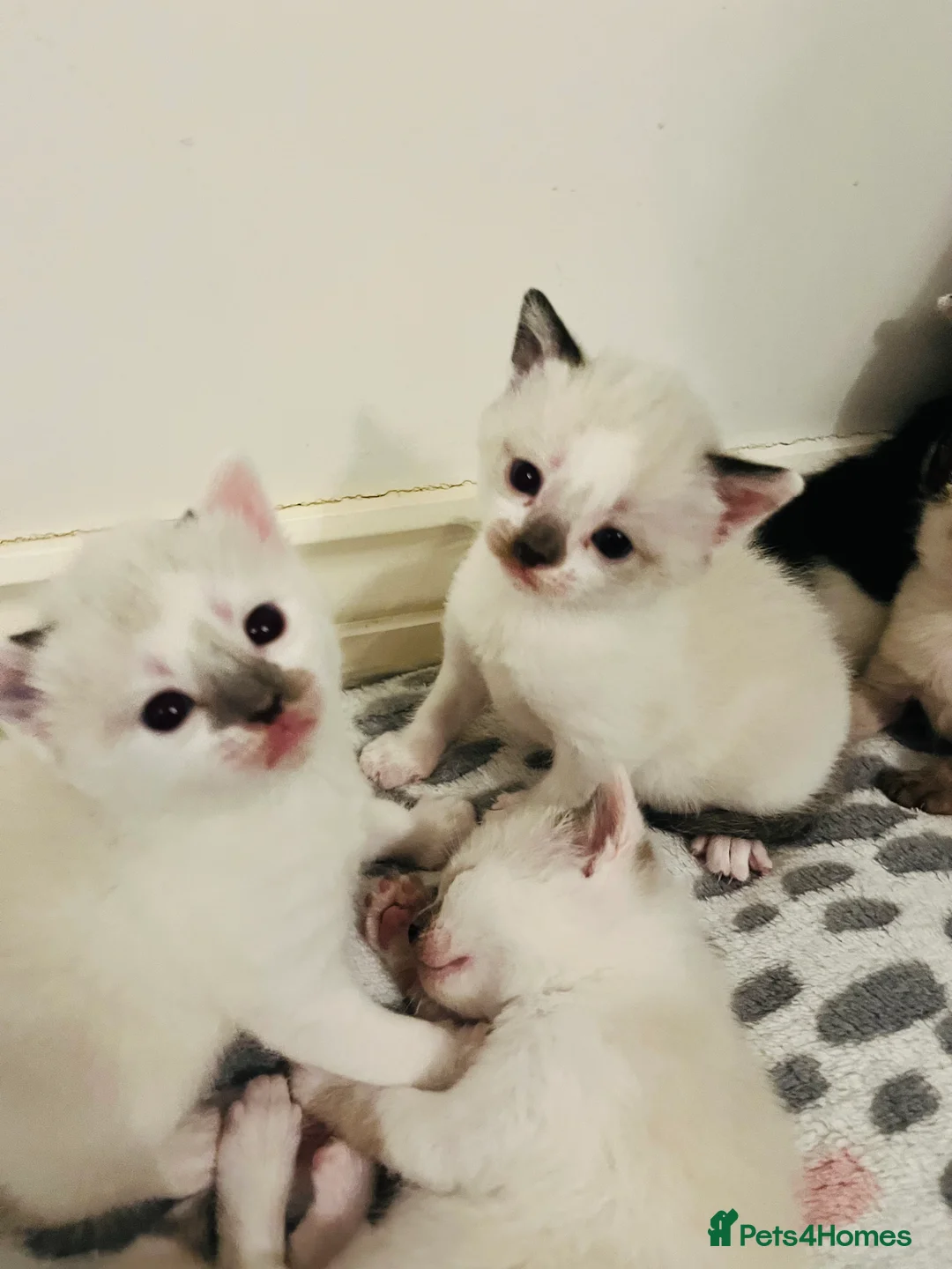Mixed Breed cats for sale: Gorgeous Snowshoe Siamese Kittens  - Advert 21
