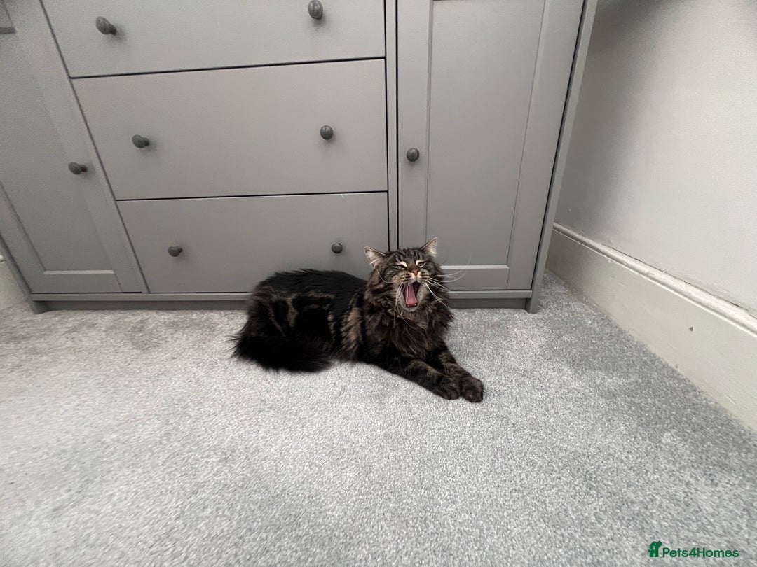 Maine Coon cats for sale: Maine Coon - Advert 11