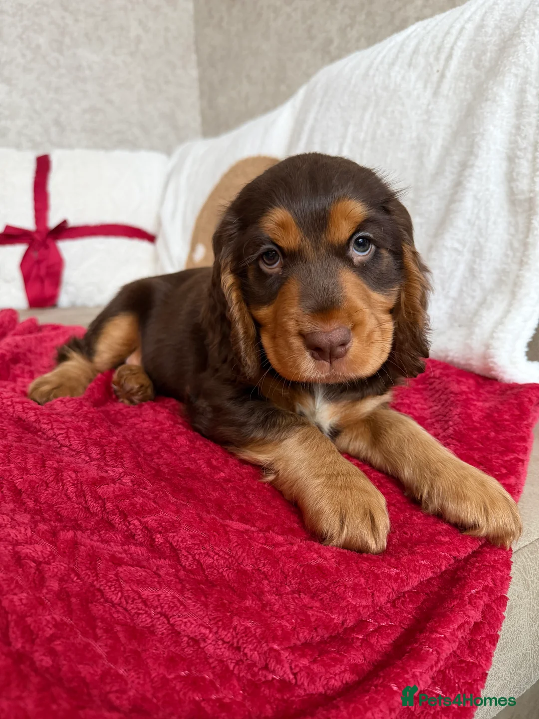 Cocker Spaniel dogs for sale: Cocker Spaniel Puppy - Rolo  - Advert 17