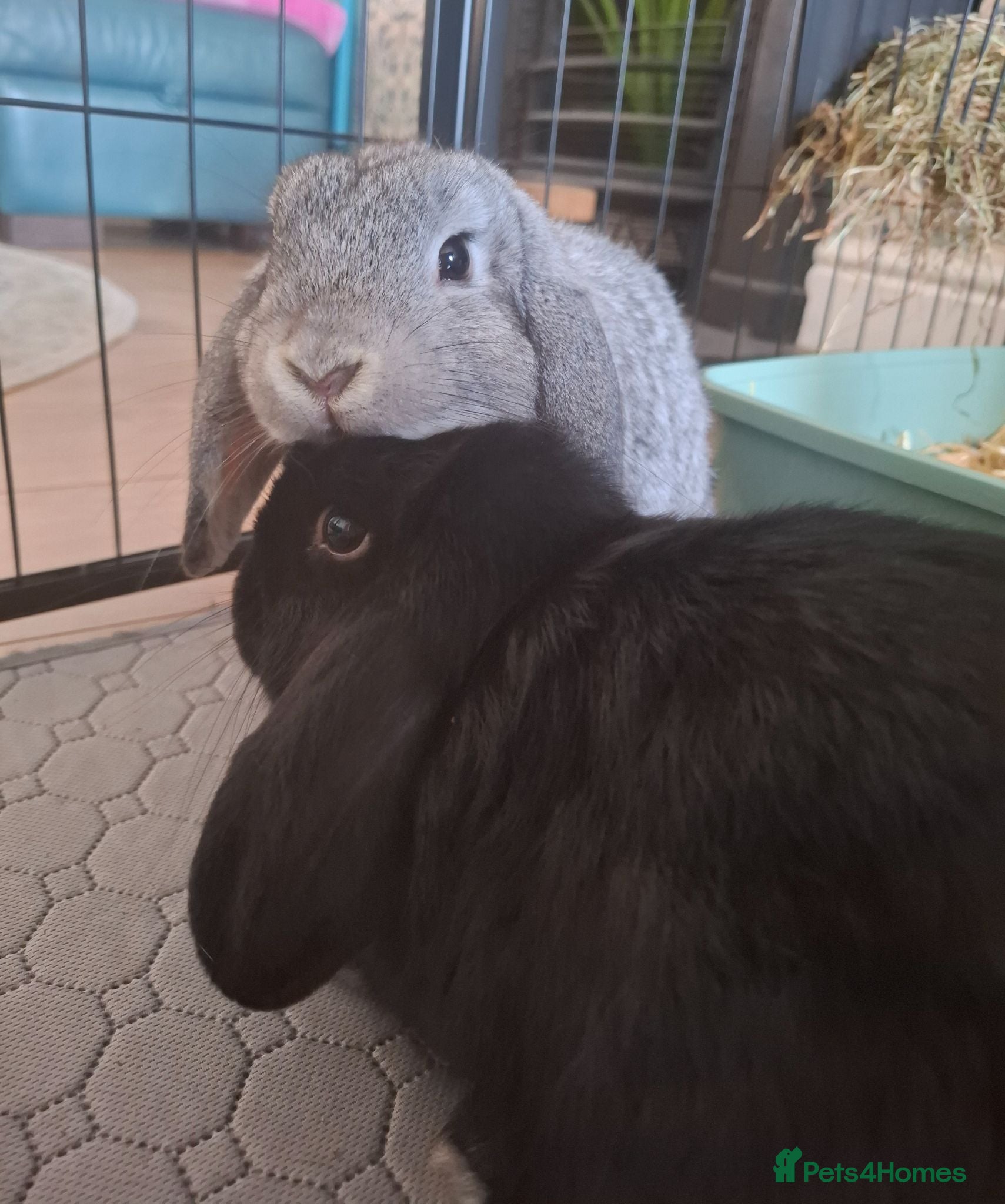 Mini Lop rabbits 2 sister mini lops  - Advert 1