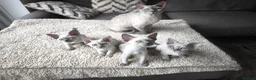 Devon Rex cats for sale: Devon Rex kittens pointed💙blue eyes💙 - Advert 33