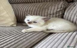 Ragdoll cats for sale: 2 BAby ragdolls ready NOW !! - Image 3