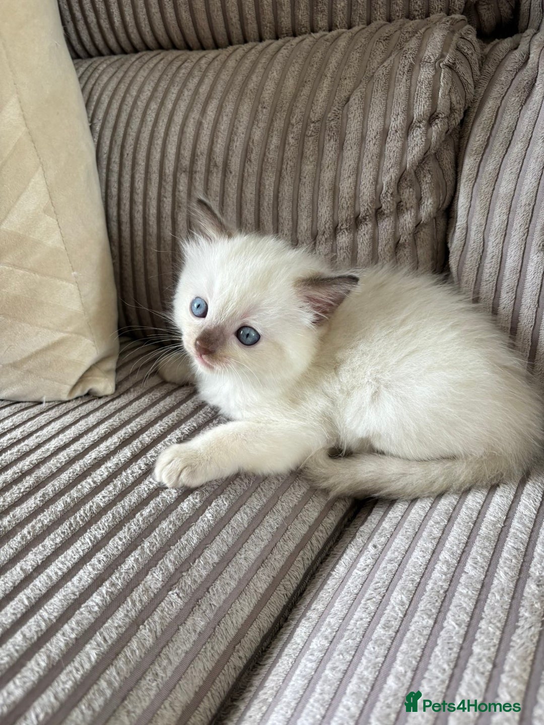 Ragdoll cats for sale: 2 BAby ragdolls ready NOW !! - Image 3