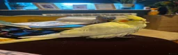 Cockatiels birds for sale: Beautiful hand-tame lutino Cockatiel  in Westbury - Advert 8