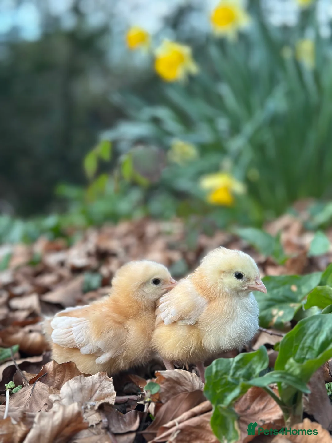 Chickens poultry for sale: Chicks an Ducklings in a range of breeds  - Advert 1