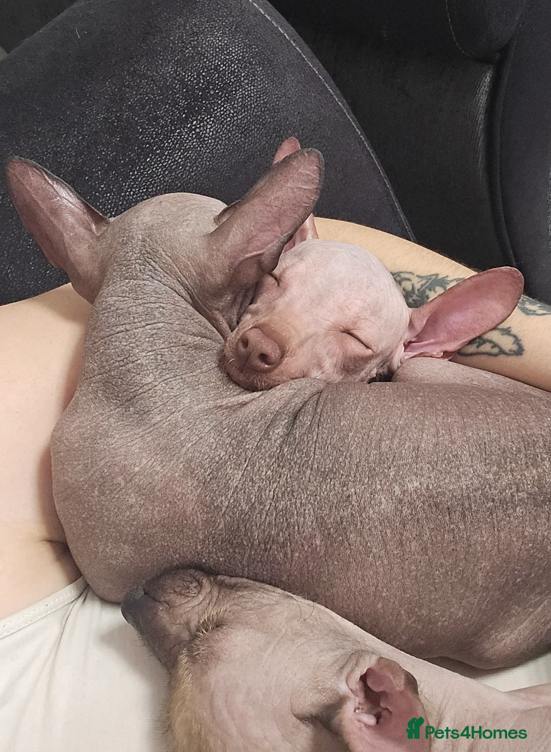 Gallery Image {{count}}