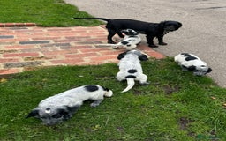 Cocker Spaniel dogs for sale: Cocker spaniel pups looking for there forever home - Image 14