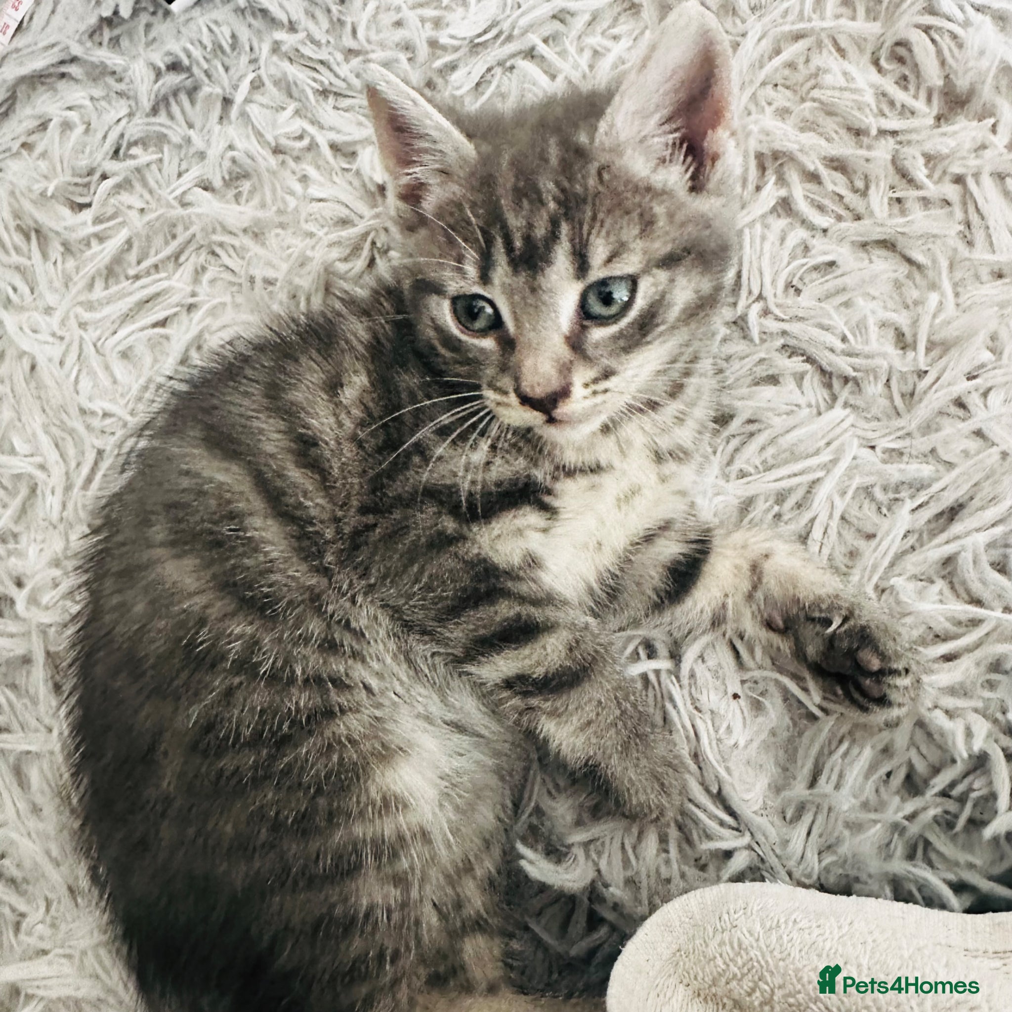 Mixed Breed cats for sale: Lovely kittens  in Hounslow - Advert 3