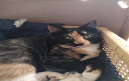 Mixed Breed cats for sale: Kittens - Image 3