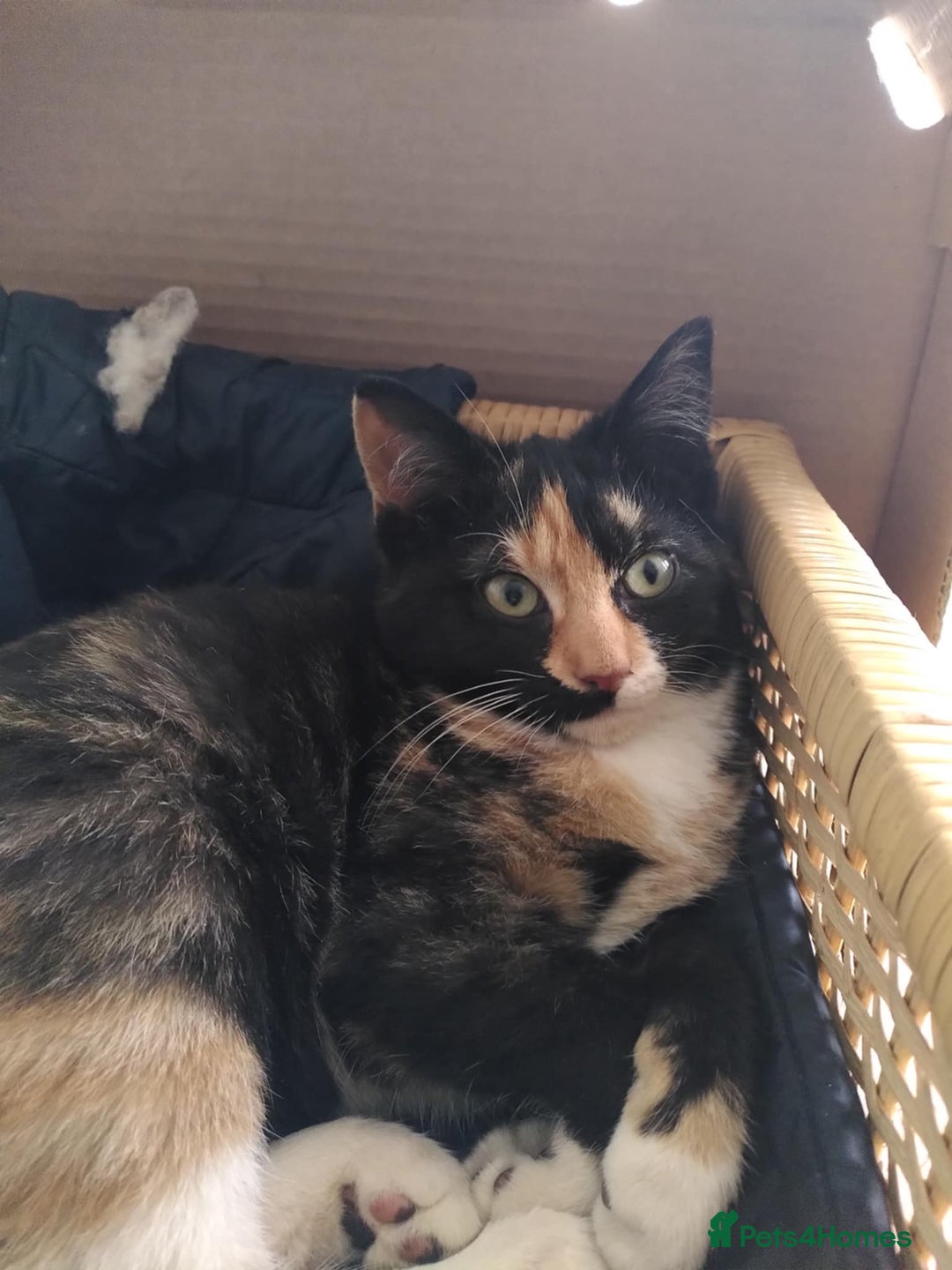 Mixed Breed cats for sale: Kittens - Image 3