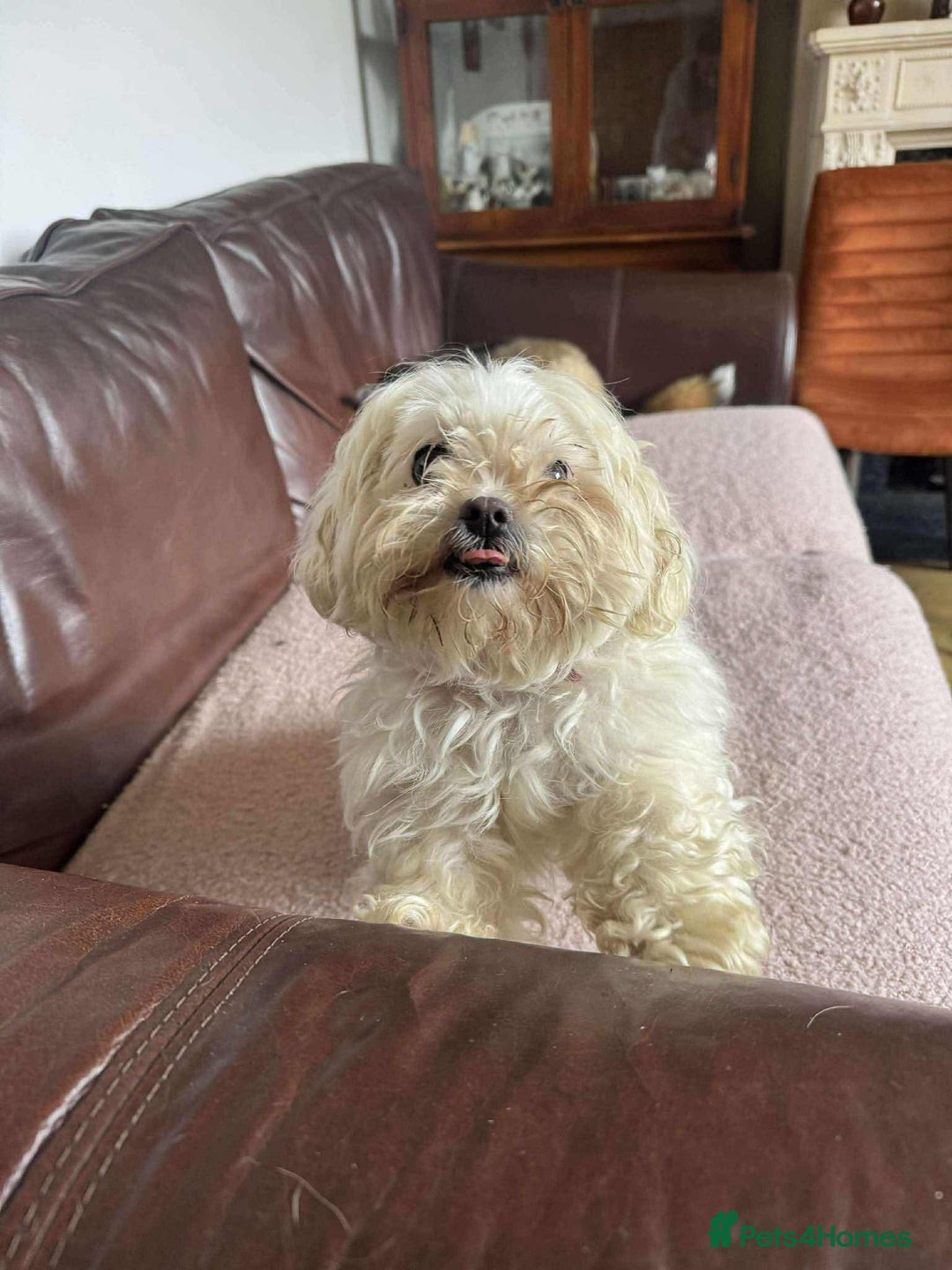 Maltese dogs for adoption: Kayleigh - Hingham Norfolk  - Image 5