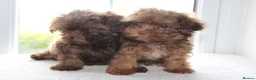 Shihpoo dogs for sale: Chocolate shihpoo’s  - Advert 8