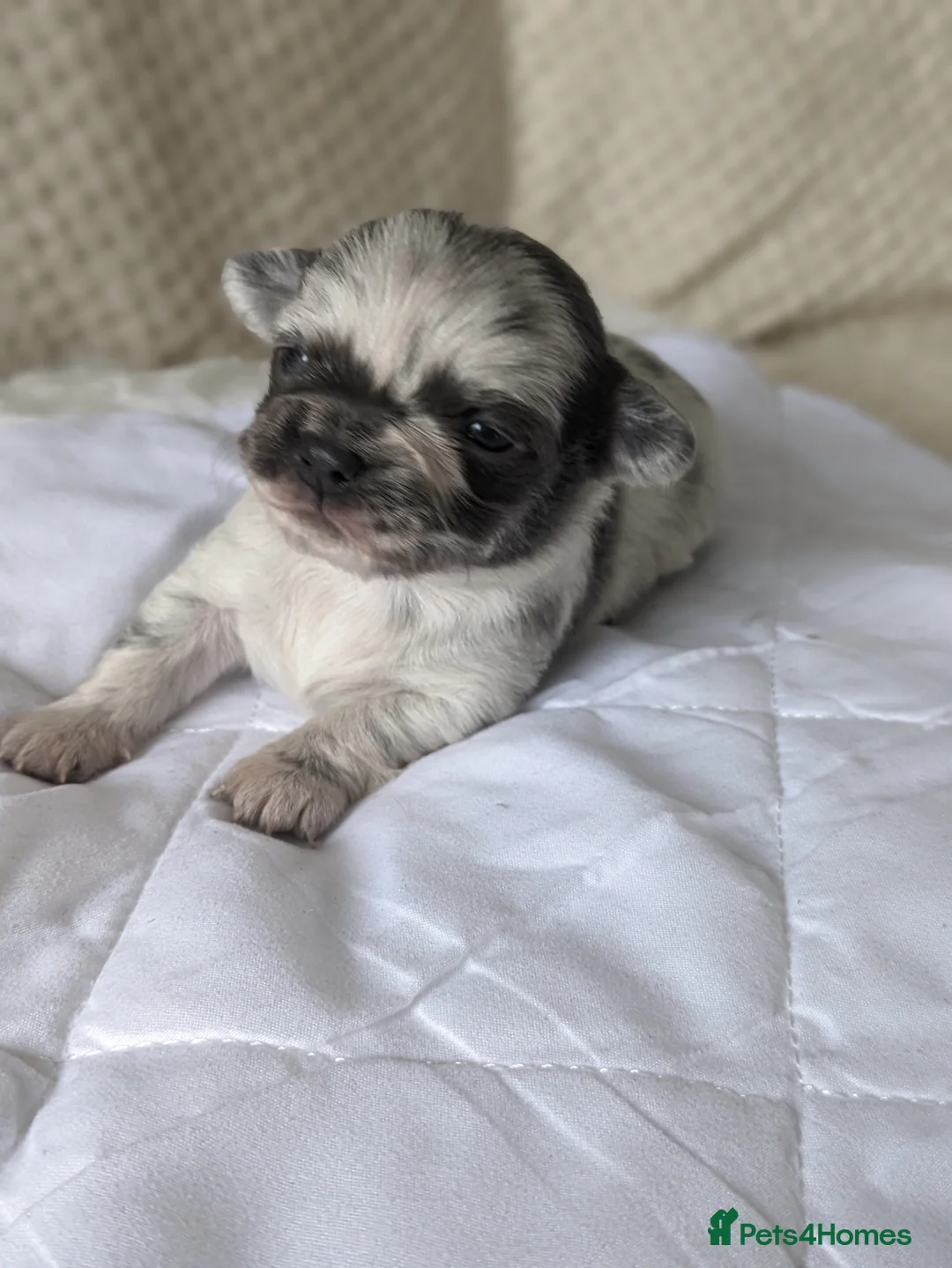 Chihuahua dogs for stud: FREDERICK VON LOVEHUNTER KC Champion heritage Stud in Chorley - Advert 38