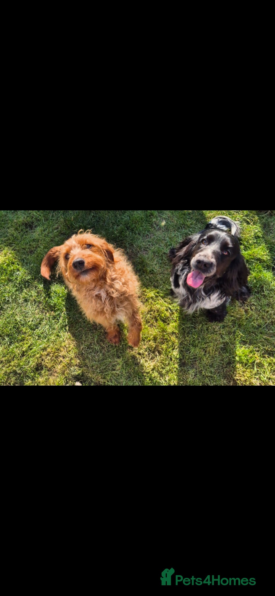 Mixed Breed dogs Labradoodle Puppies 🐶  - Advert 2