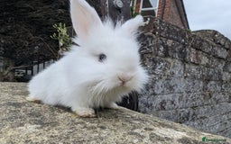Mini Lion Lop rabbits for sale: Lion/lop bunnies  - Image 5