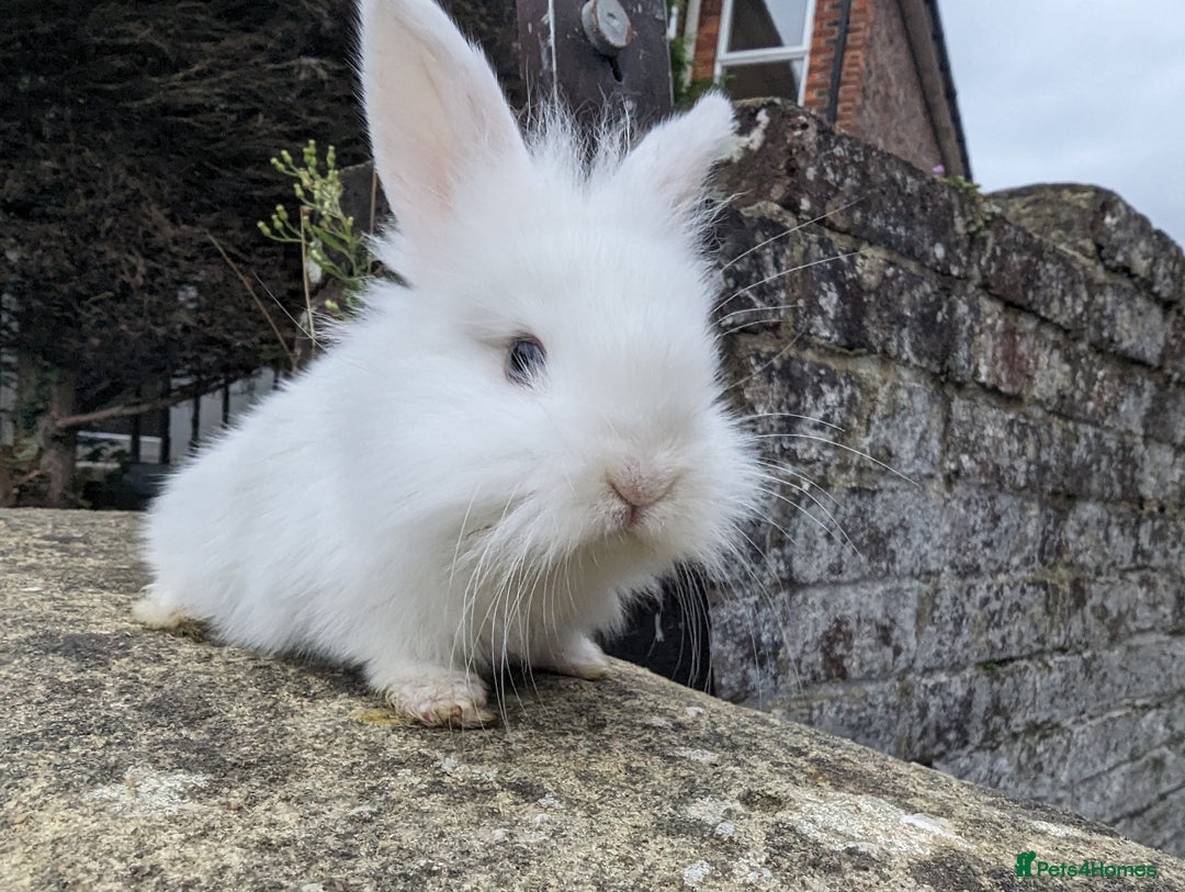 Mini Lion Lop rabbits for sale: Lion/lop bunnies  - Image 5