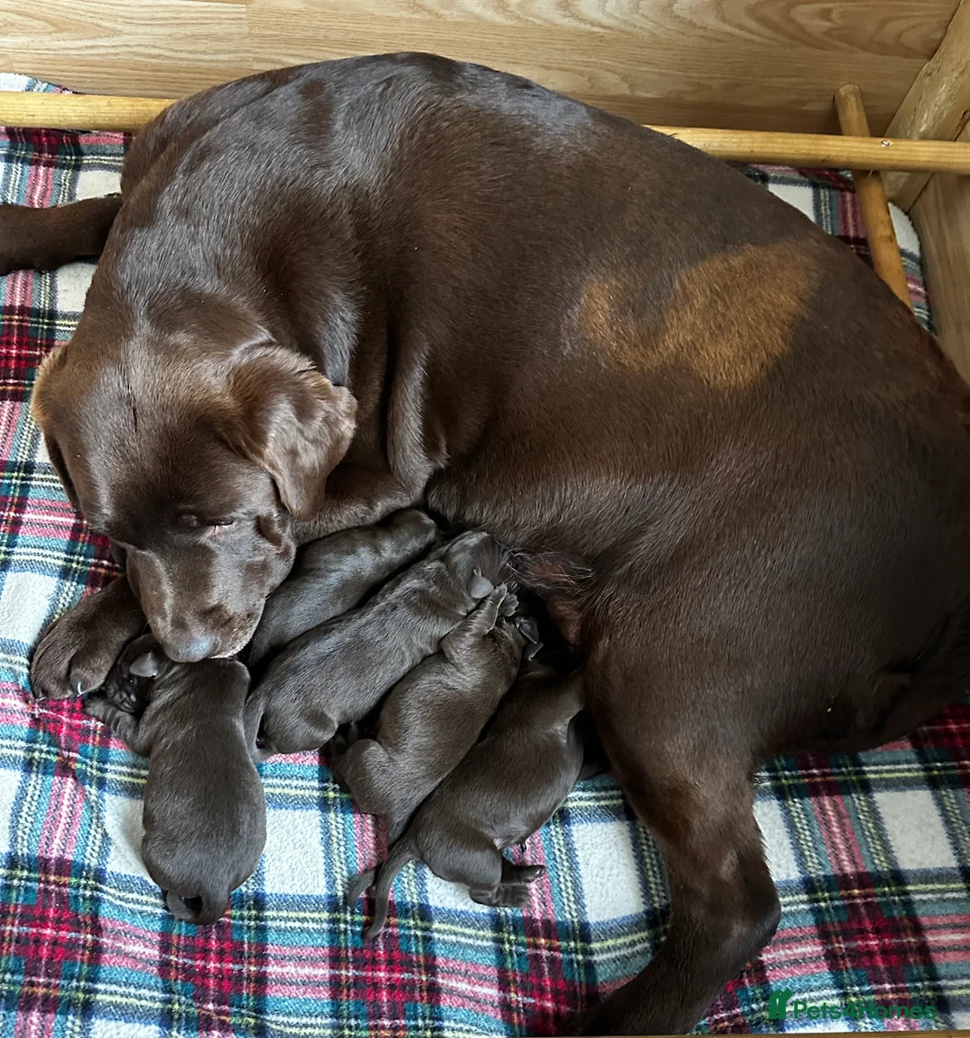 Labrador Retriever dogs for stud: HEALTH TESTED KC CHOCOLATE SHOW LABRADOR FOR STUD in Chesterfield - Advert 15